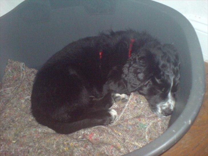 Blanding af racer Troja ( Trutte ) billede 6