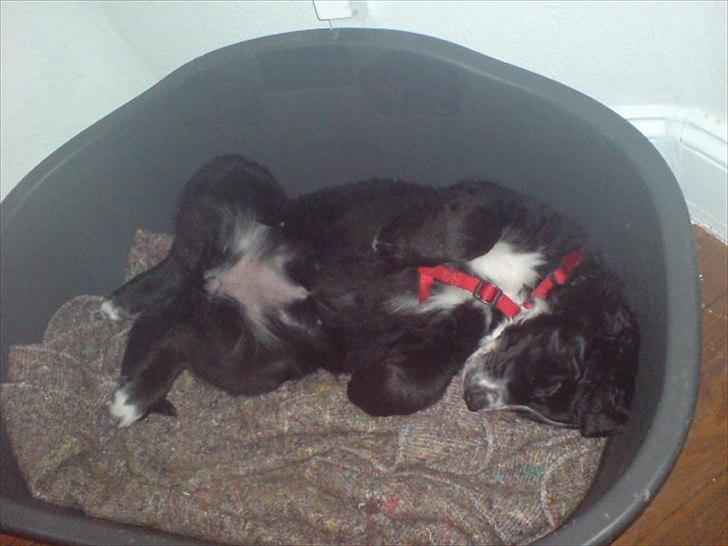 Blanding af racer Troja ( Trutte ) billede 7