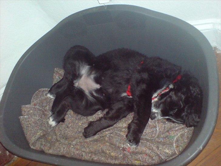 Blanding af racer Troja ( Trutte ) billede 8