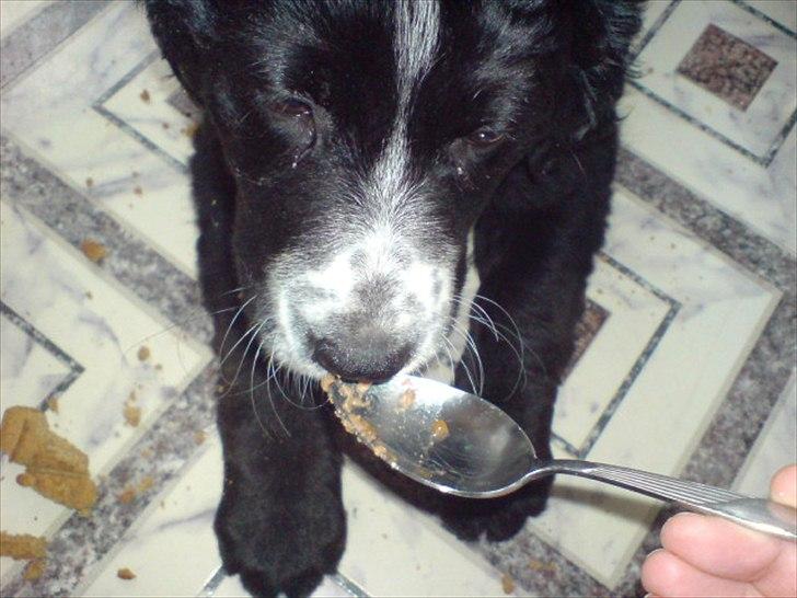 Blanding af racer Troja ( Trutte ) billede 9