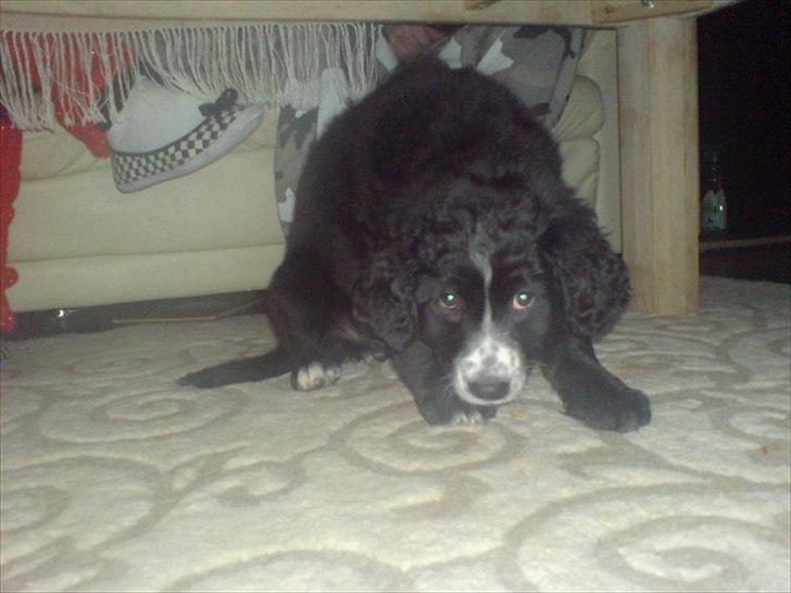 Blanding af racer Troja ( Trutte ) billede 10