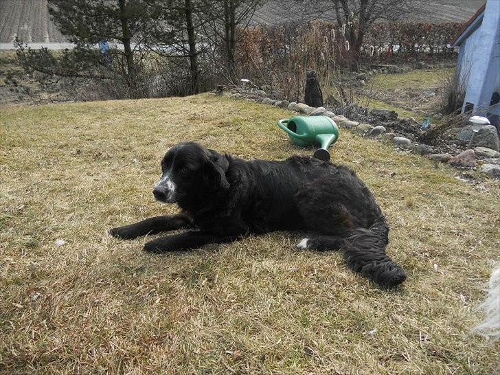 Blanding af racer Troja ( Trutte ) billede 11