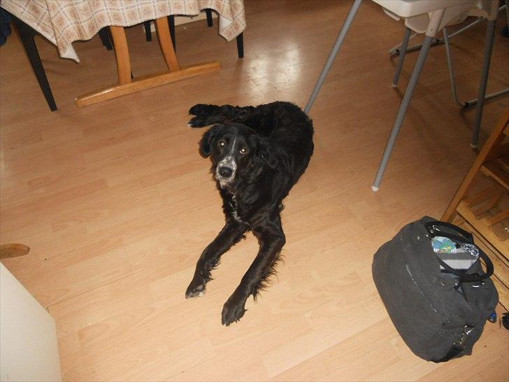 Blanding af racer Troja ( Trutte ) billede 12