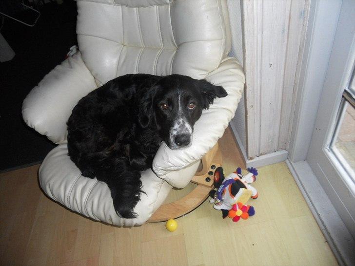 Blanding af racer Troja ( Trutte ) billede 13