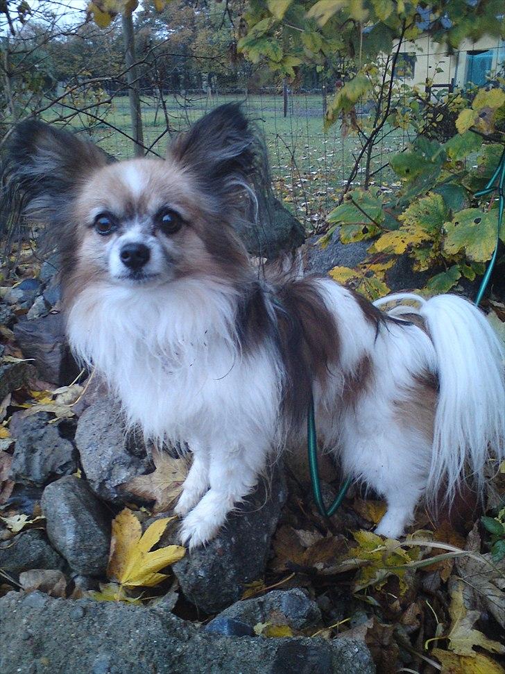 Papillon shaggi billede 3