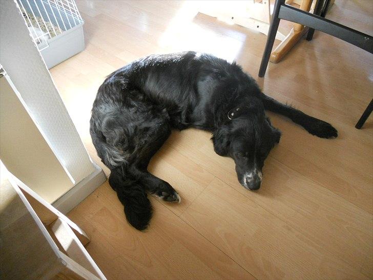 Blanding af racer Troja ( Trutte ) billede 14