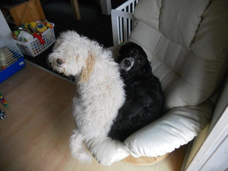 Blanding af racer Troja ( Trutte ) billede 15