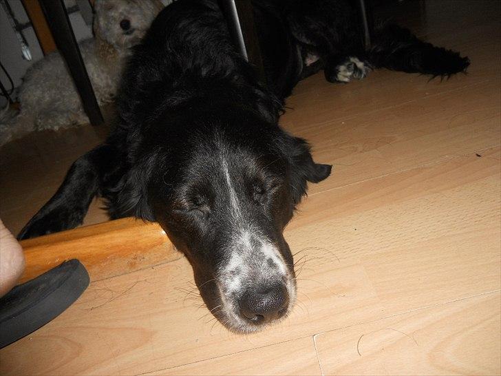 Blanding af racer Troja ( Trutte ) billede 16