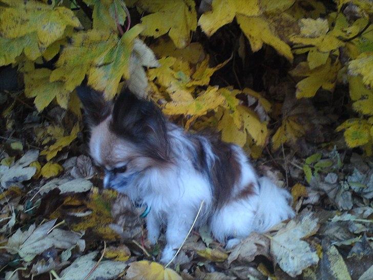 Papillon shaggi billede 4