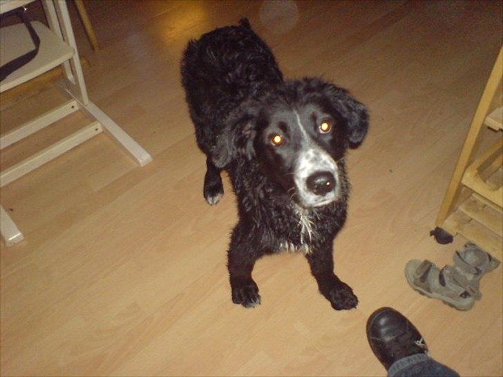 Blanding af racer Troja ( Trutte ) billede 17