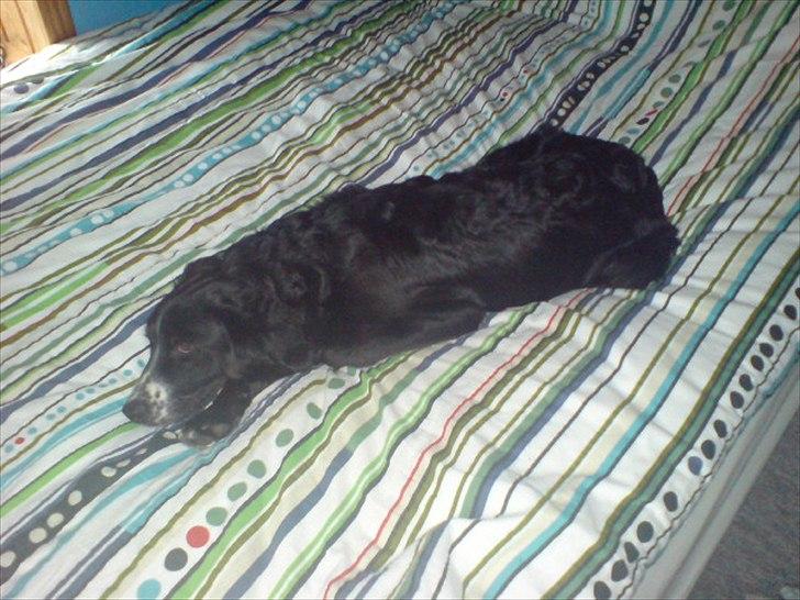 Blanding af racer Troja ( Trutte ) billede 18