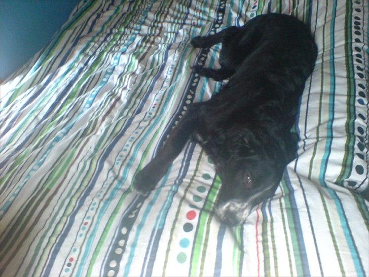 Blanding af racer Troja ( Trutte ) billede 19