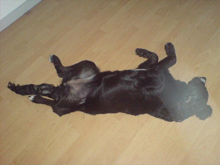 Blanding af racer Troja ( Trutte ) billede 20