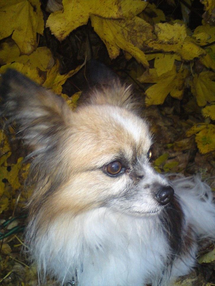 Papillon shaggi billede 5