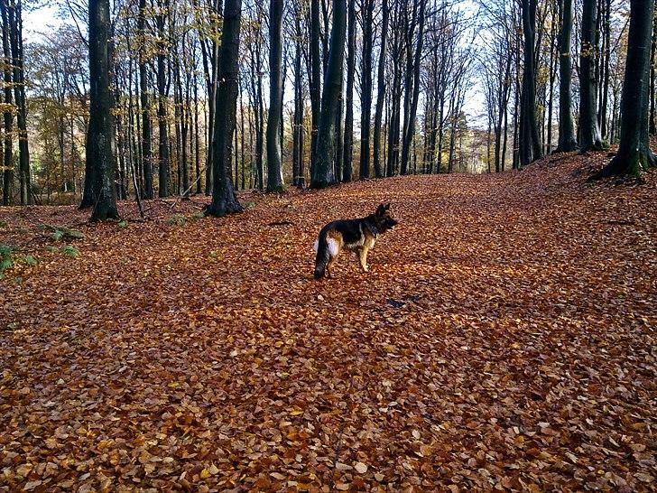Schæferhund Freja  billede 2