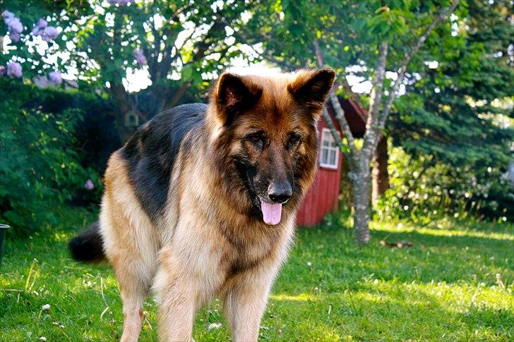 Schæferhund Freja  billede 3