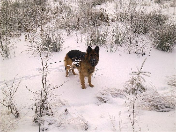 Schæferhund Freja  billede 4
