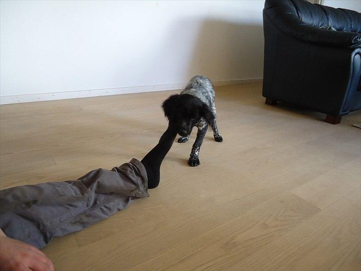 Breton Diablo billede 1