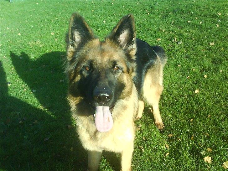 Schæferhund Freja  billede 5