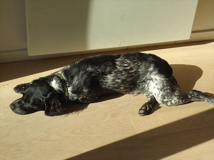 Breton Diablo billede 2