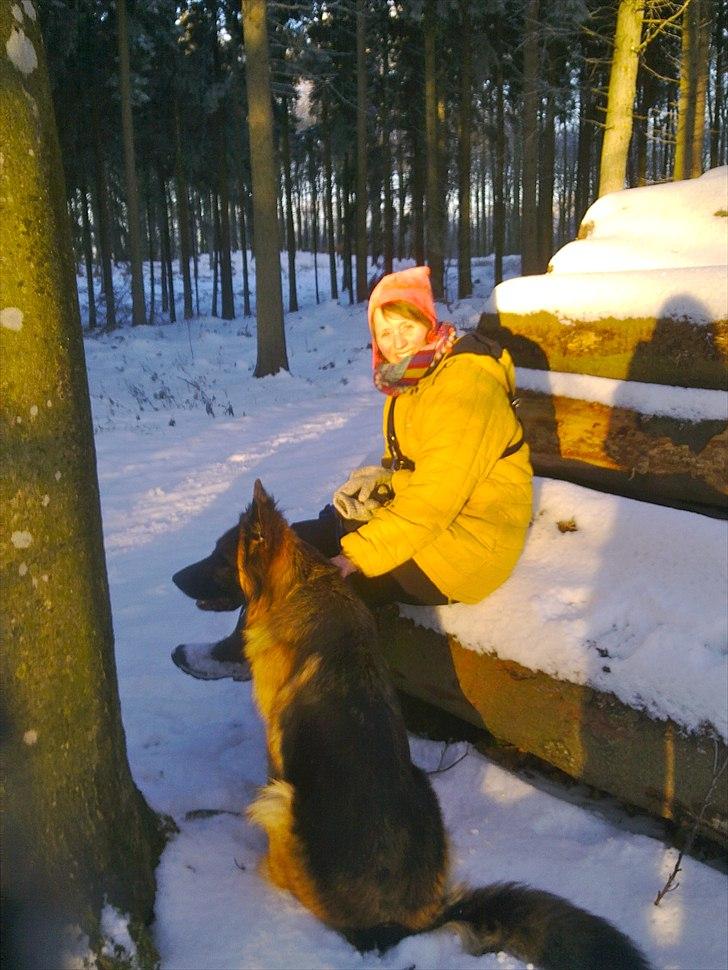 Schæferhund Freja  billede 6