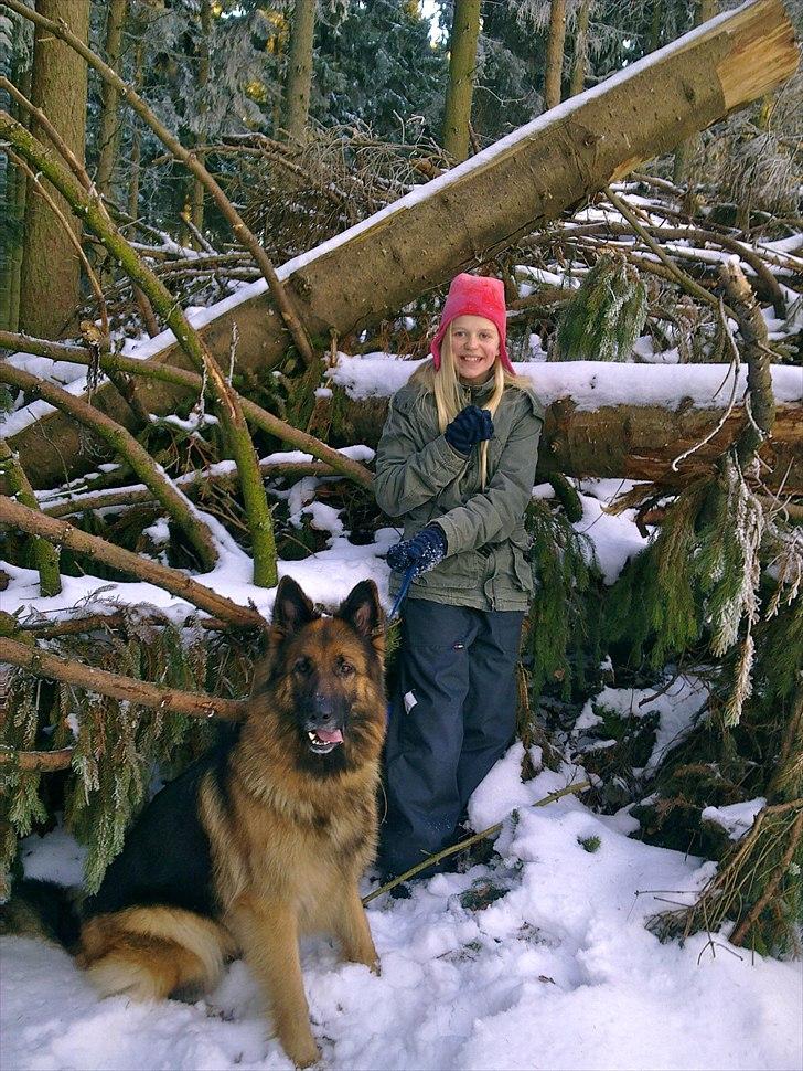 Schæferhund Freja  billede 7
