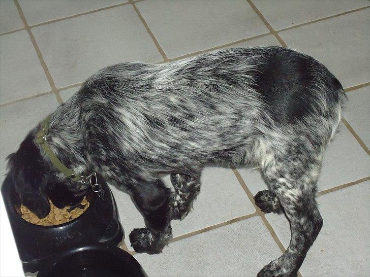 Breton Diablo billede 3