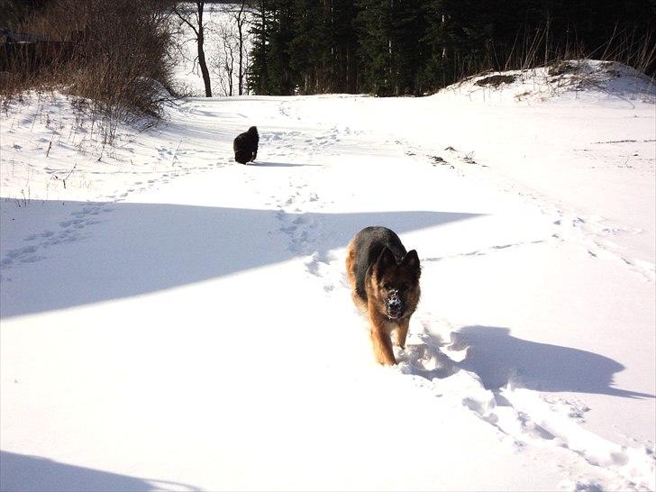 Schæferhund Freja  billede 8