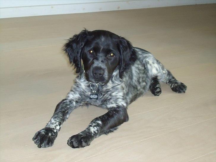 Breton Diablo billede 4