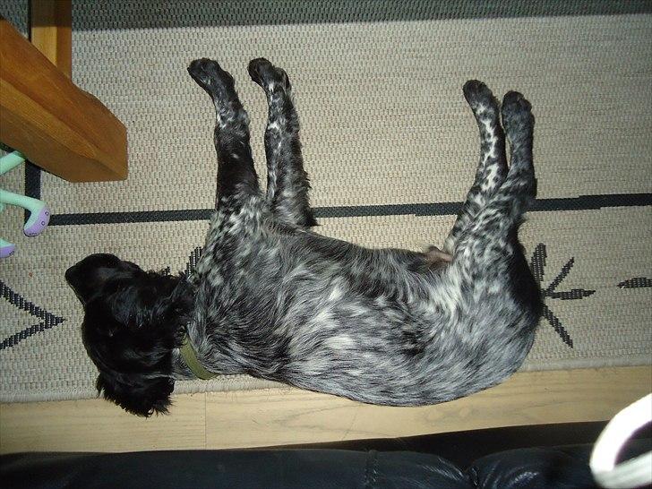 Breton Diablo billede 5