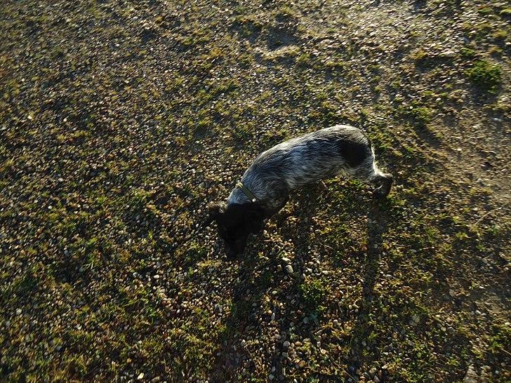 Breton Diablo billede 6