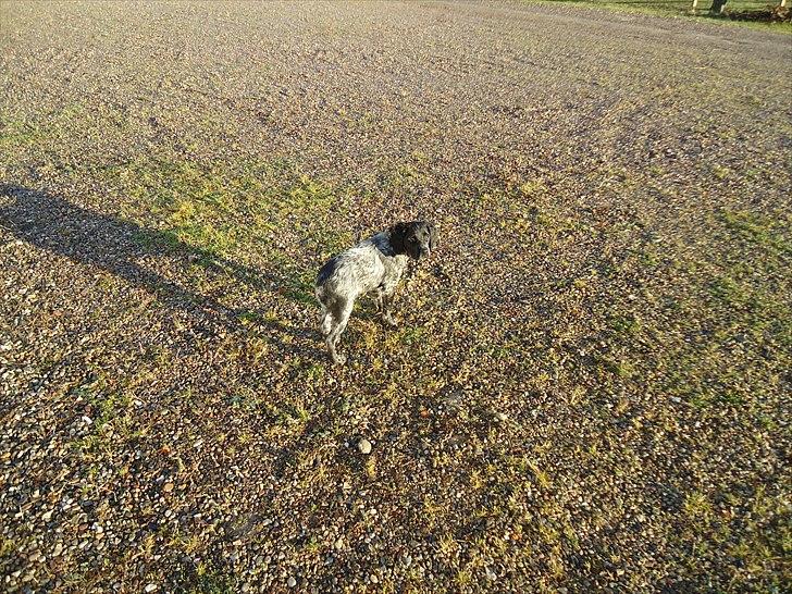 Breton Diablo billede 7