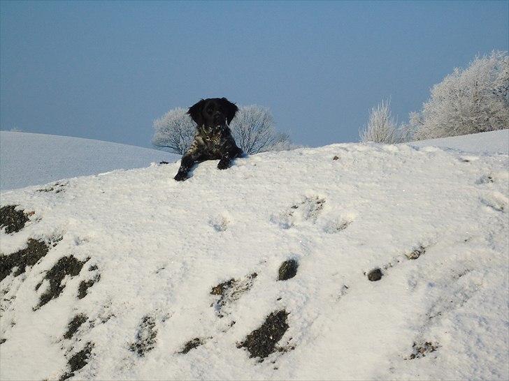 Breton Diablo billede 8