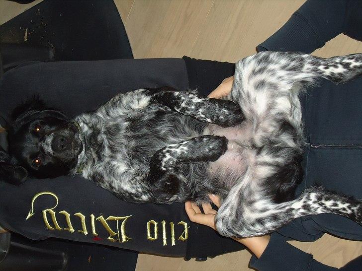 Breton Diablo billede 9