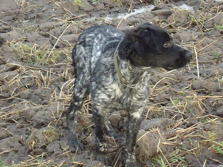 Breton Diablo billede 10