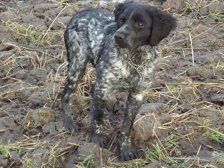 Breton Diablo billede 11