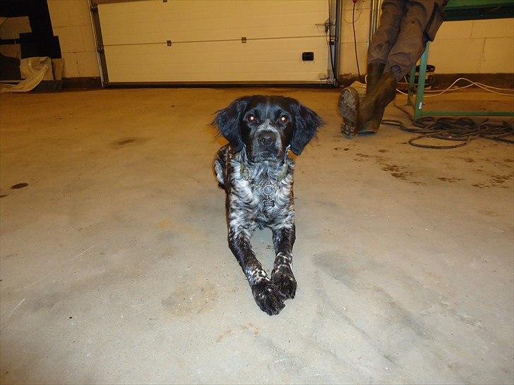 Breton Diablo billede 12