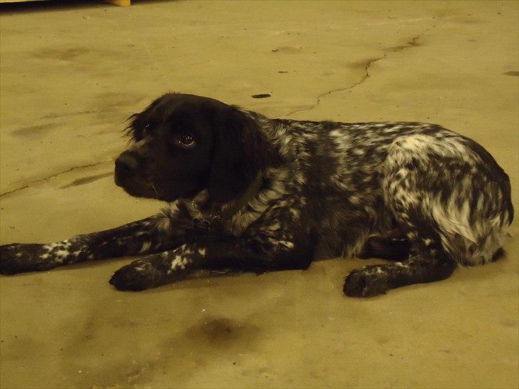 Breton Diablo billede 13