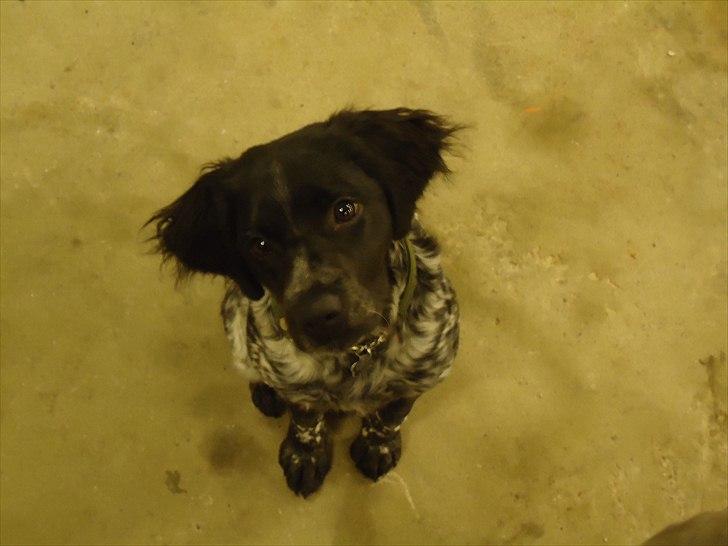 Breton Diablo billede 14