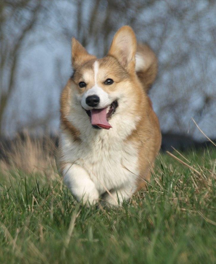 Welsh corgi pembroke Birkebakkens Dolly billede 1