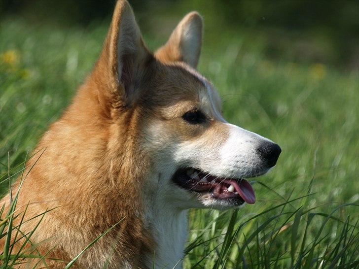 Welsh corgi pembroke Birkebakkens Dolly billede 6