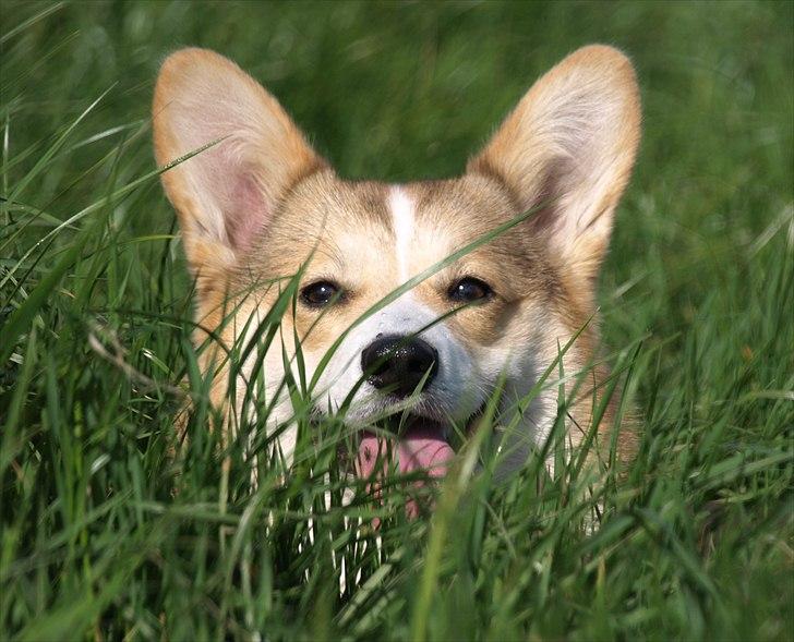 Welsh corgi pembroke Birkebakkens Dolly billede 7