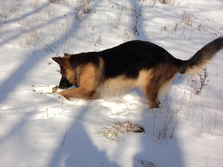 Schæferhund Freja  billede 9