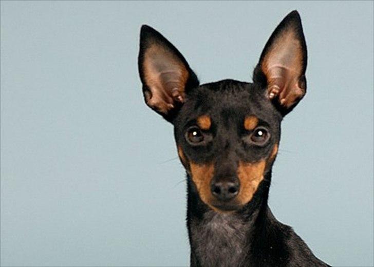 Engelsk toy terrier Gipsy  - Hey der ude :)  billede 12