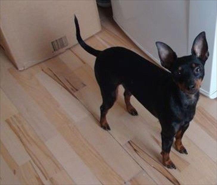 Engelsk toy terrier Gipsy  - jeps jeg er klar til at få taget et billed :)  billede 14