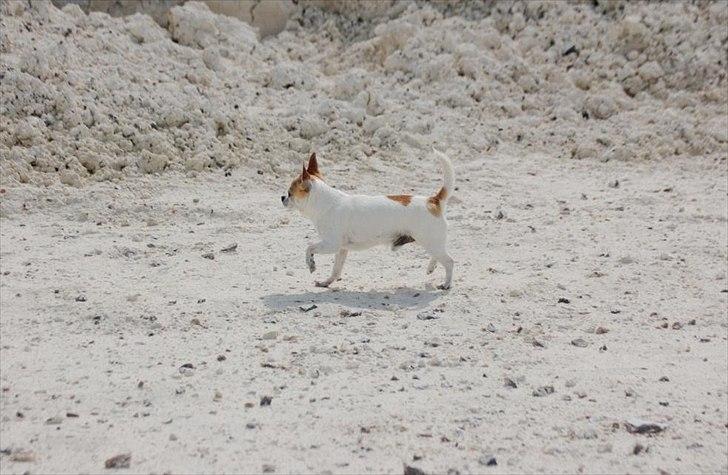 Chihuahua Milaja Kroha Zoran billede 9