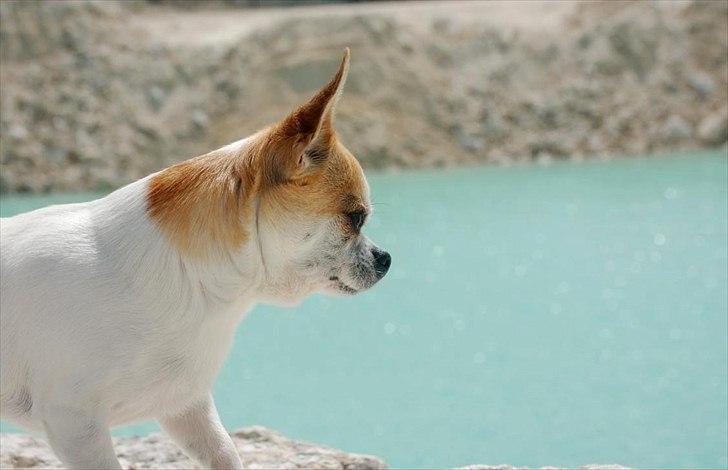 Chihuahua Milaja Kroha Zoran billede 8