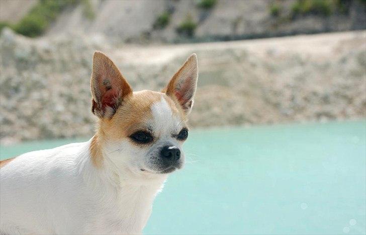 Chihuahua Milaja Kroha Zoran billede 7