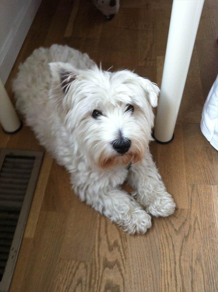 West highland white terrier Wilma - Wilma. billede 1