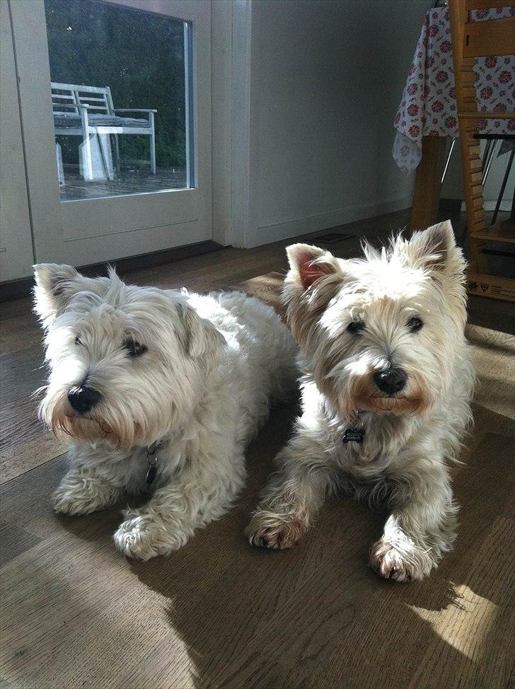 West highland white terrier Wilma - Wilma til venstre og Fie til højre. billede 5